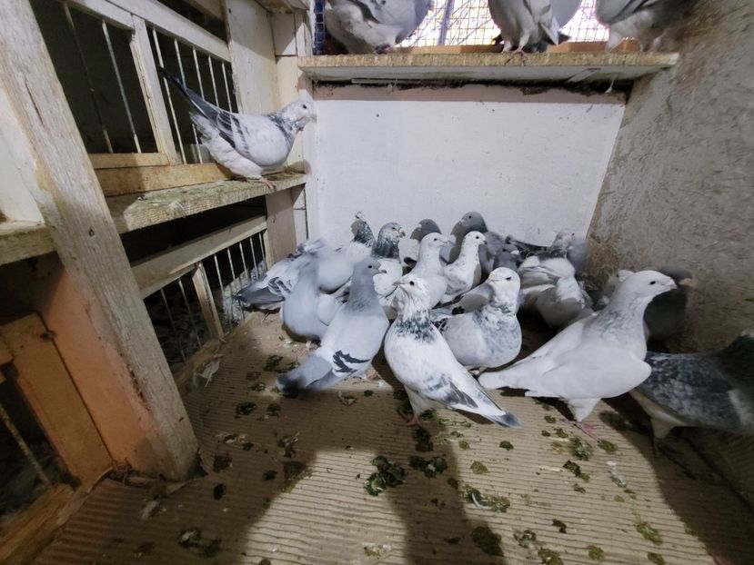  - 0 - 16 dec 2021 Voiajori standard