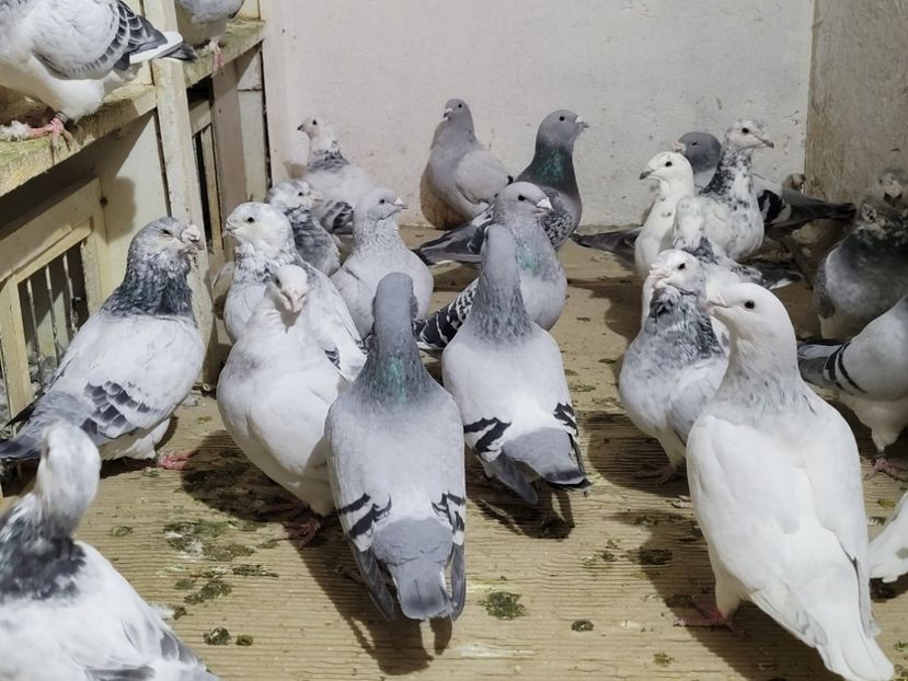  - 0 - 16 dec 2021 Voiajori standard