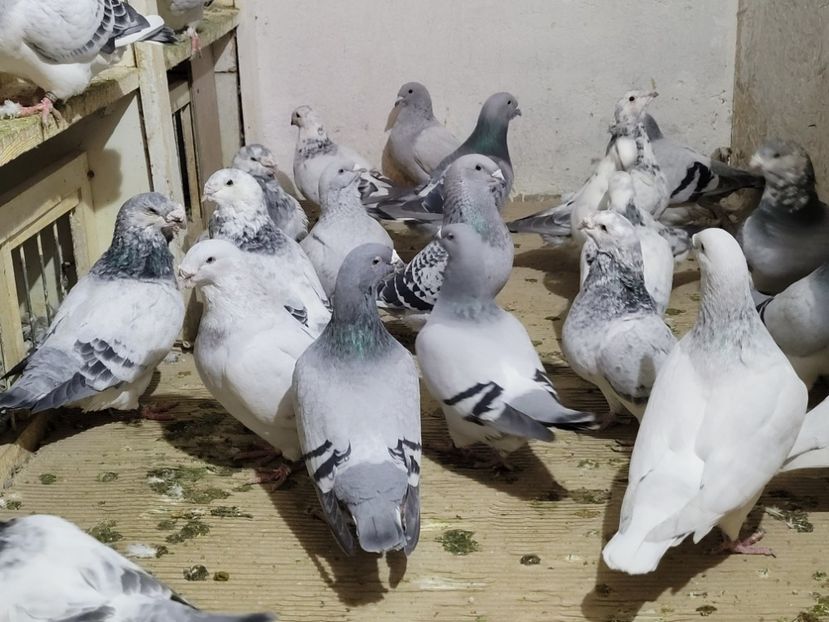  - 0 - 16 dec 2021 Voiajori standard