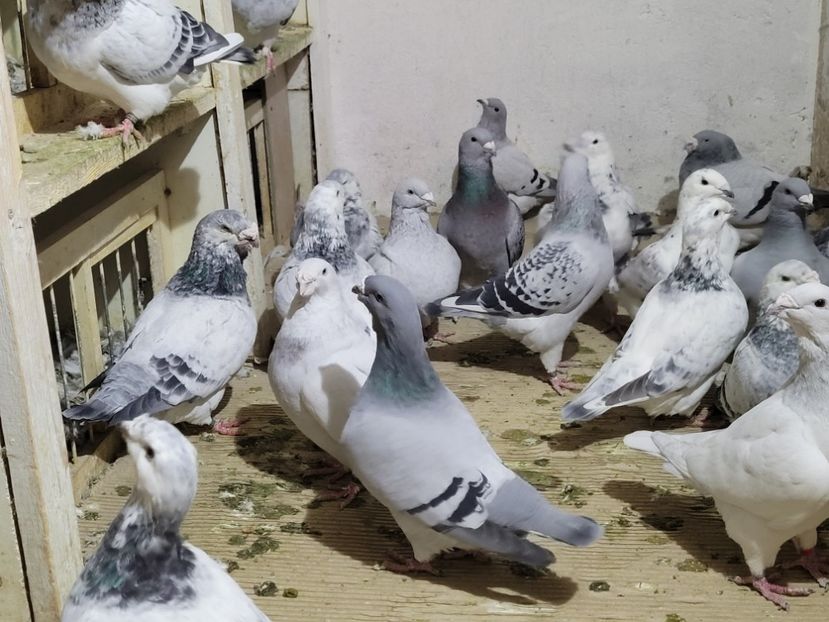  - 0 - 16 dec 2021 Voiajori standard