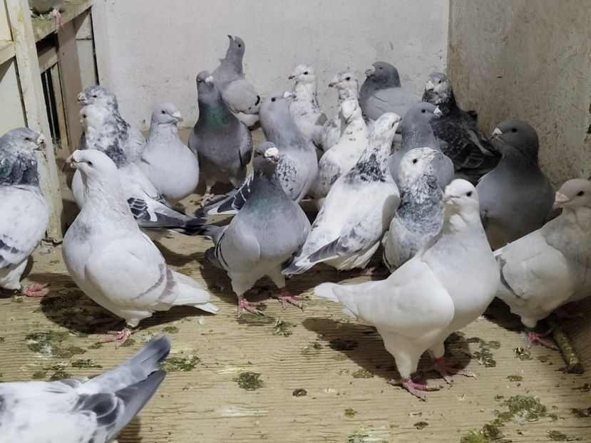  - 0 - 16 dec 2021 Voiajori standard