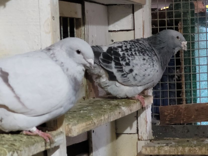  - 0 - 16 dec 2021 Voiajori standard