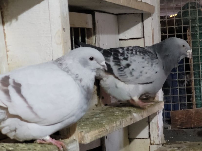  - 0 - 16 dec 2021 Voiajori standard