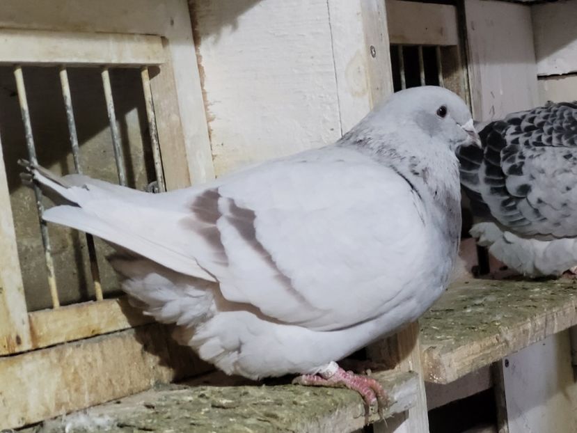  - 0 - 16 dec 2021 Voiajori standard