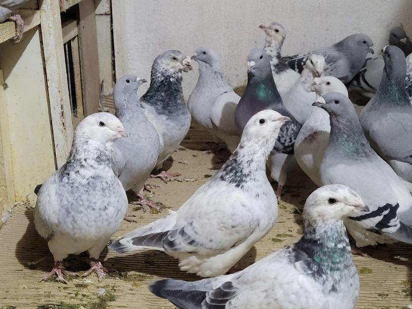  - 0 - 16 dec 2021 Voiajori standard