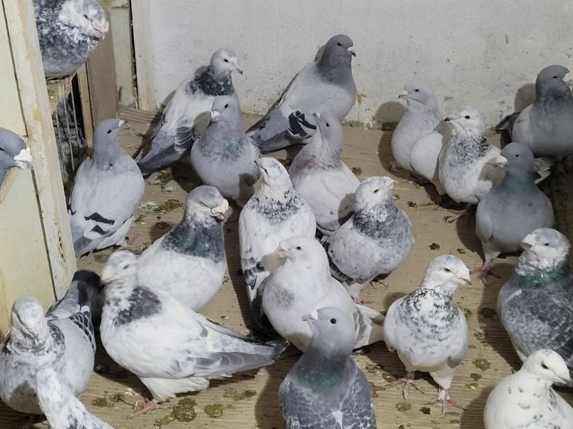  - 0 - 16 dec 2021 Voiajori standard