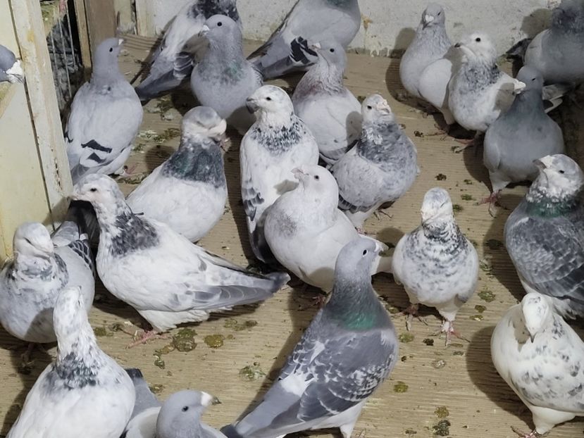  - 0 - 16 dec 2021 Voiajori standard