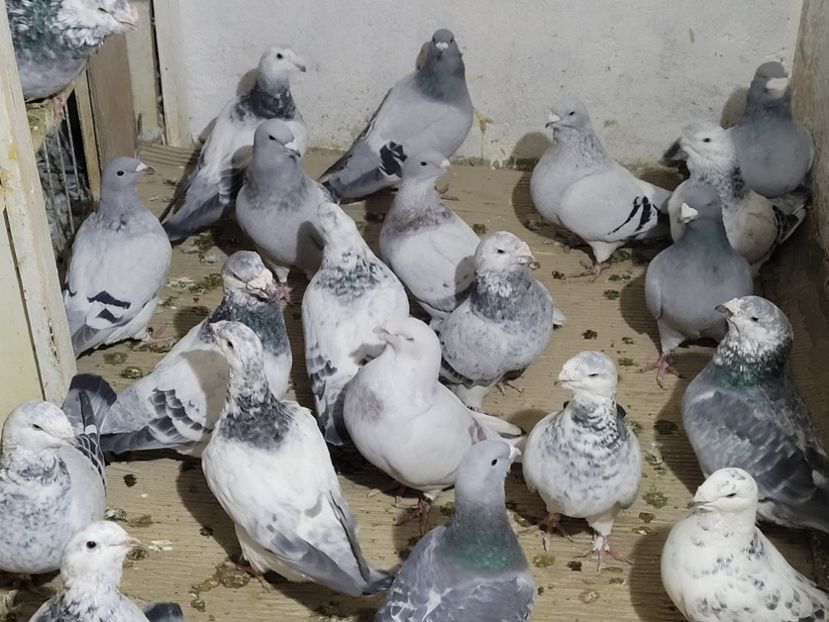  - 0 - 16 dec 2021 Voiajori standard