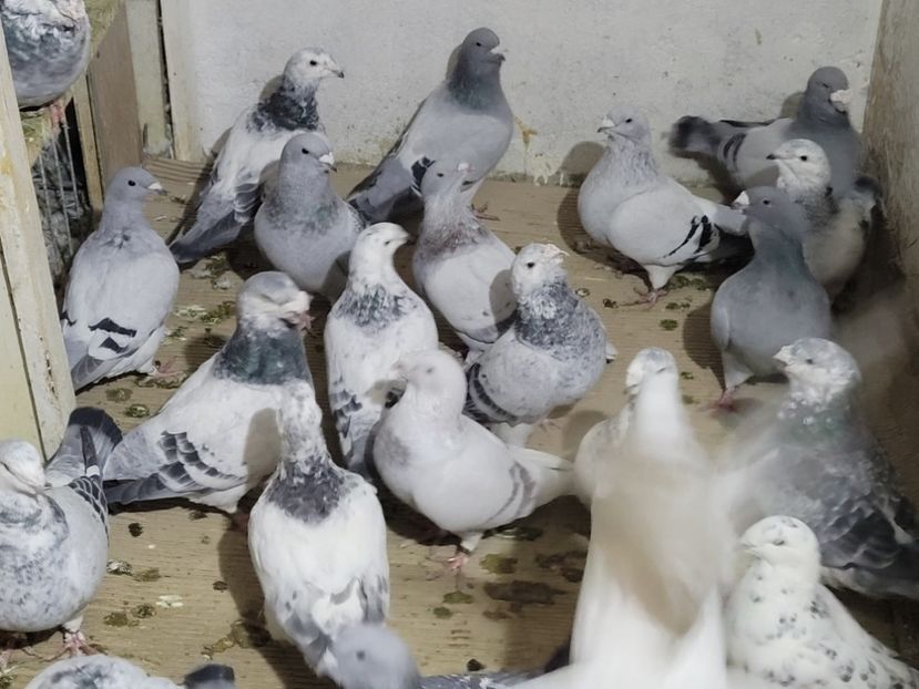  - 0 - 16 dec 2021 Voiajori standard