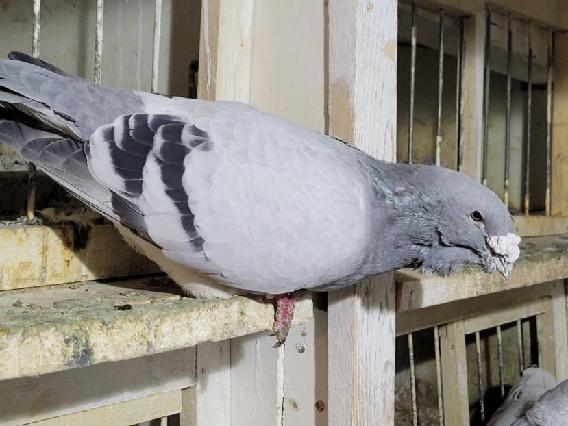  - 0 - 16 dec 2021 Voiajori standard