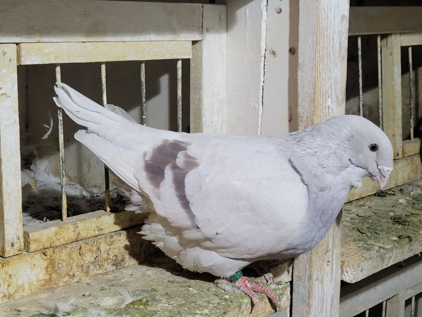  - 0 - 16 dec 2021 Voiajori standard