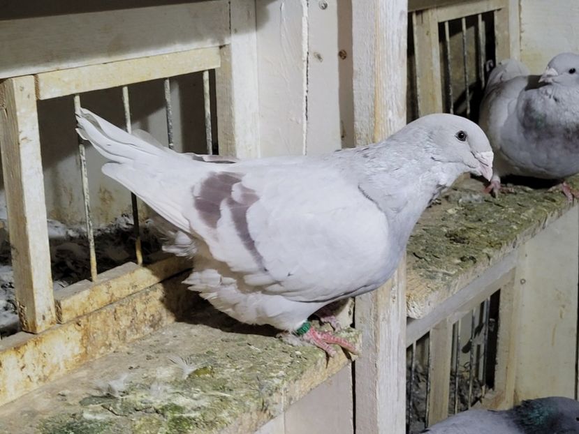  - 0 - 16 dec 2021 Voiajori standard