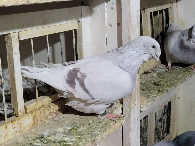  - 0 - 16 dec 2021 Voiajori standard