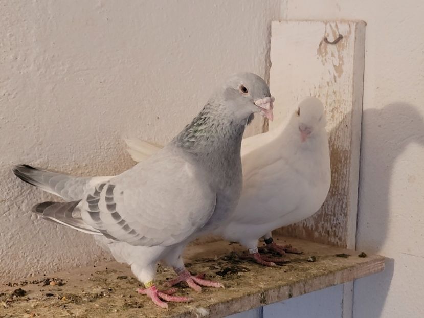  - 0 - 16 dec 2021 Voiajori standard