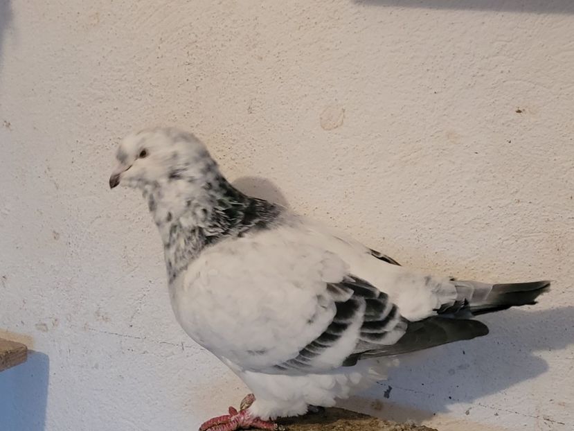  - 0 - 16 dec 2021 Voiajori standard