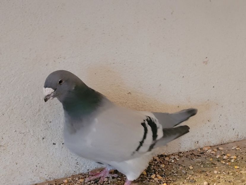  - 0 - 16 dec 2021 Voiajori standard