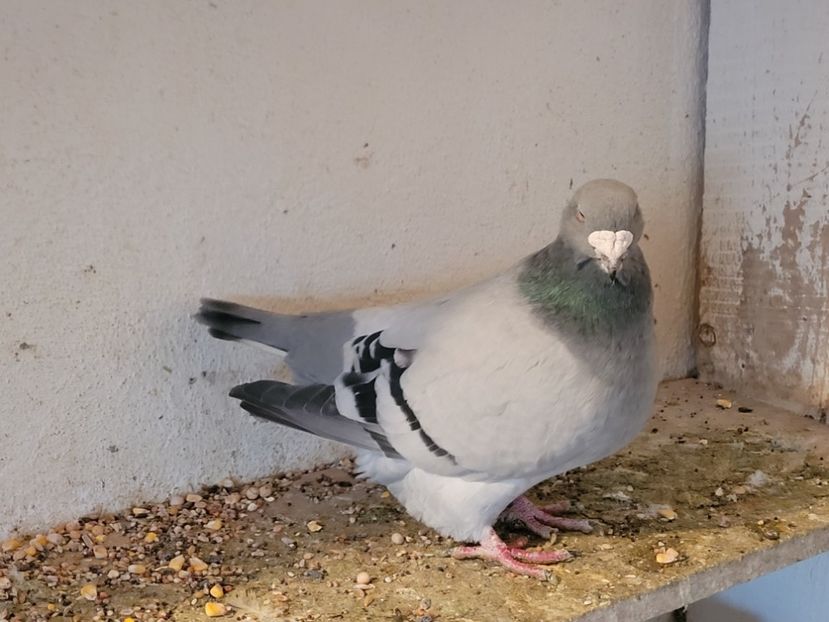  - 0 - 16 dec 2021 Voiajori standard