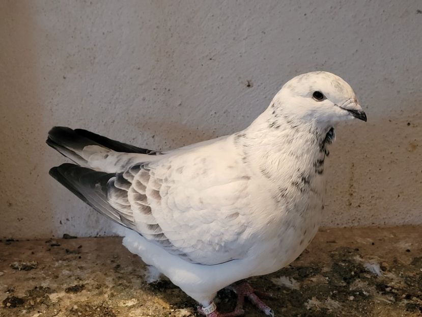  - 0 - 16 dec 2021 Voiajori standard