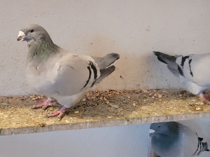  - 0 - 16 dec 2021 Voiajori standard