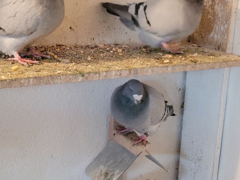  - 0 - 16 dec 2021 Voiajori standard