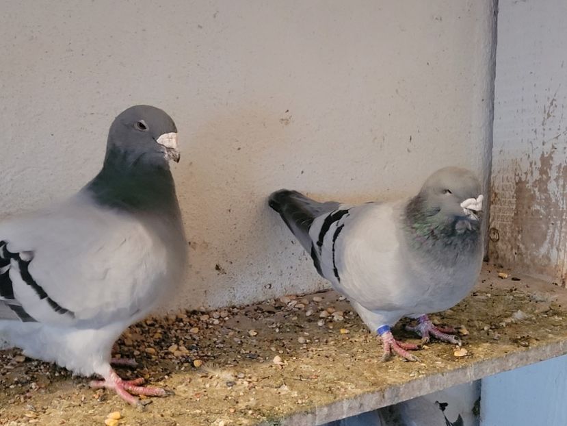  - 0 - 16 dec 2021 Voiajori standard