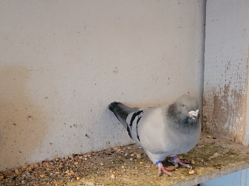  - 0 - 16 dec 2021 Voiajori standard