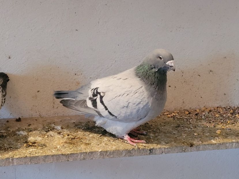  - 0 - 16 dec 2021 Voiajori standard