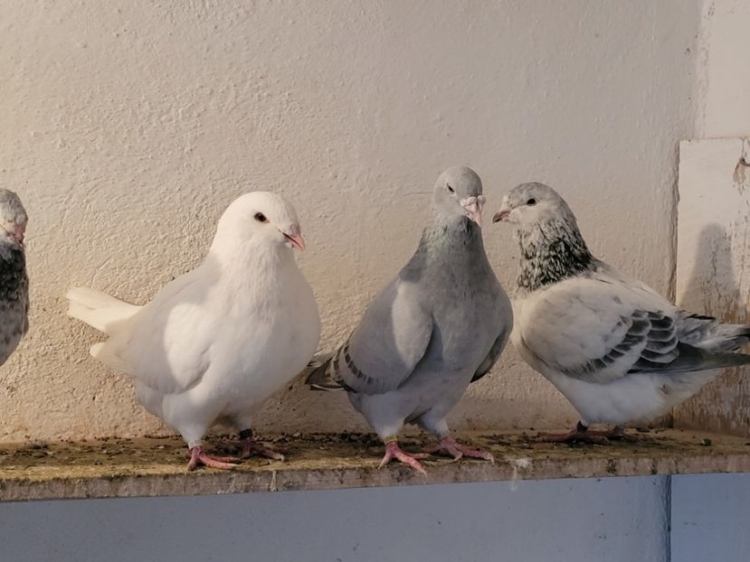  - 0 - 16 dec 2021 Voiajori standard