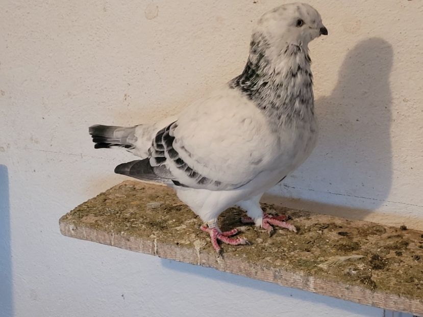  - 0 - 16 dec 2021 Voiajori standard