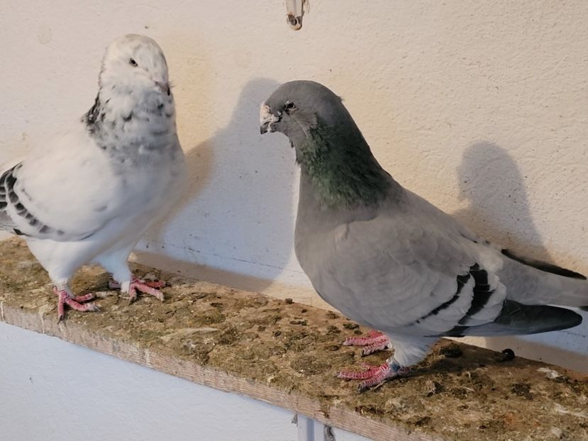  - 0 - 16 dec 2021 Voiajori standard