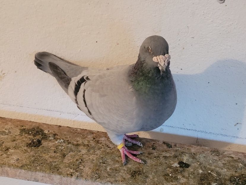  - 0 - 16 dec 2021 Voiajori standard