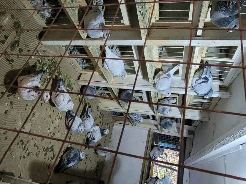  - 0 - 16 dec 2021 Voiajori standard