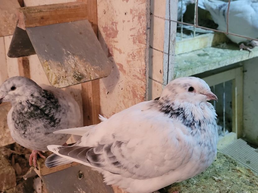  - 0 - 16 dec 2021 Voiajori standard