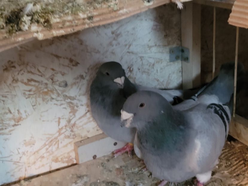  - 0 - 16 dec 2021 Voiajori standard