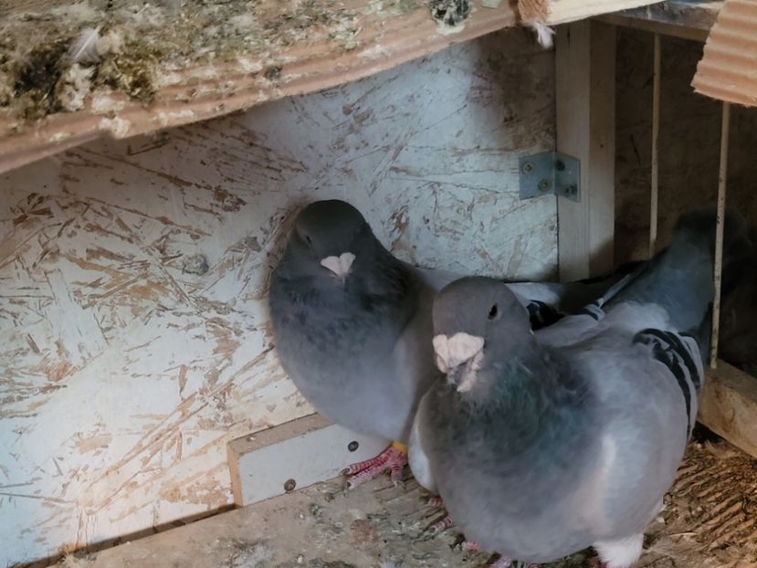  - 0 - 16 dec 2021 Voiajori standard