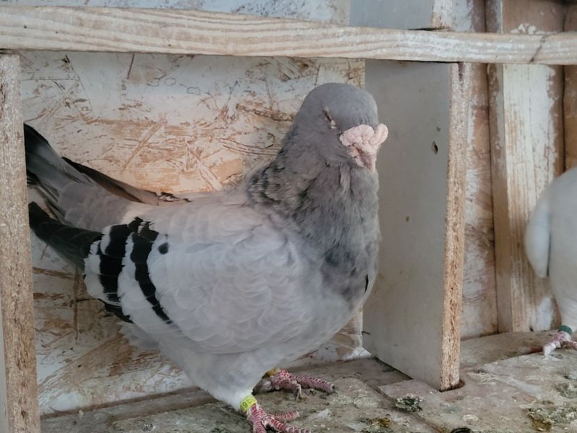  - 0 - 16 dec 2021 Voiajori standard