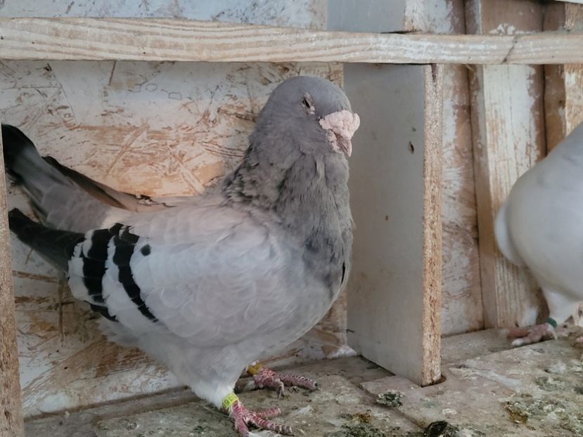  - 0 - 16 dec 2021 Voiajori standard