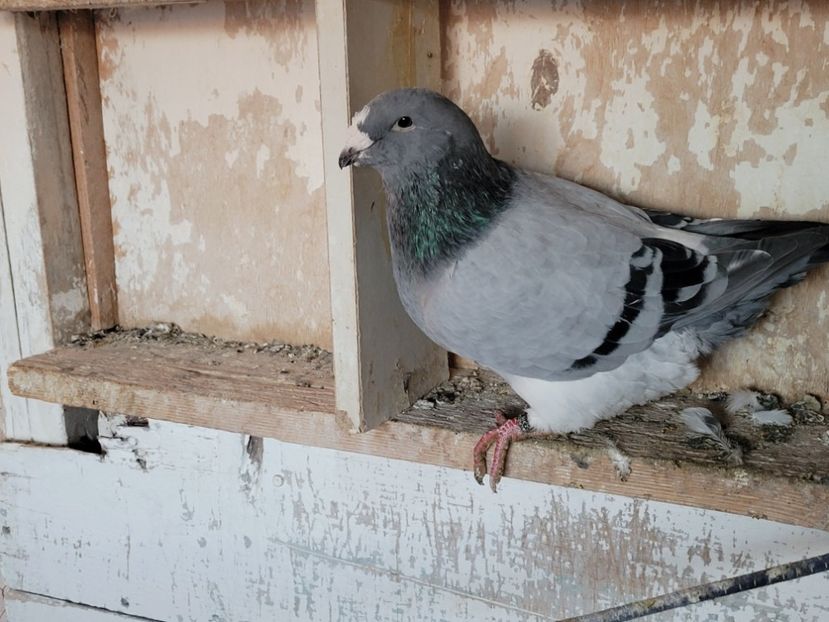  - 0 - 16 dec 2021 Voiajori standard