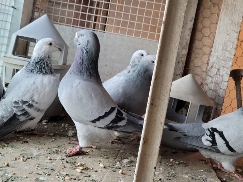  - 0 - 16 dec 2021 Voiajori standard