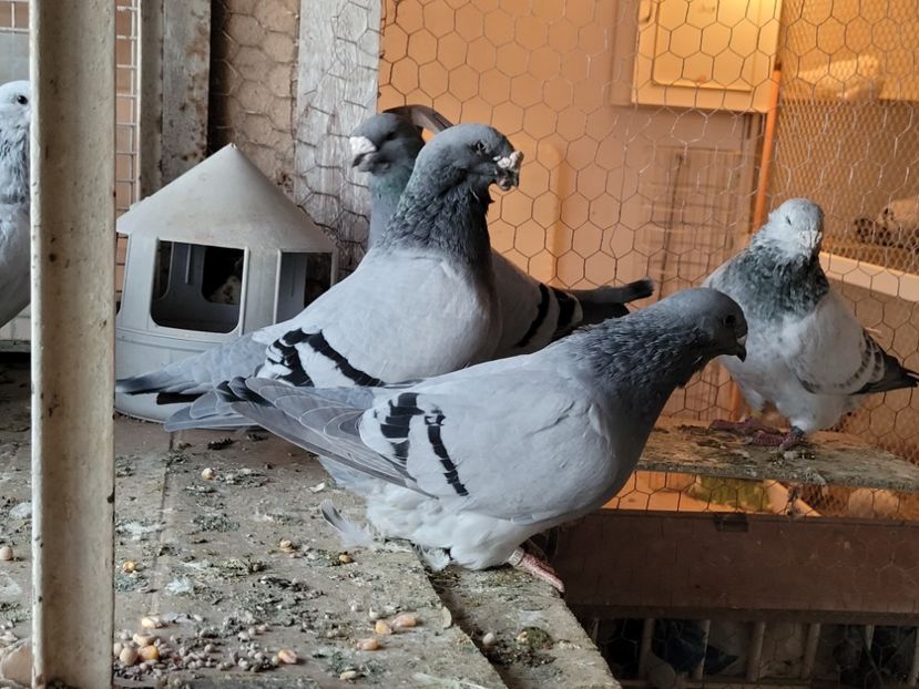  - 0 - 16 dec 2021 Voiajori standard