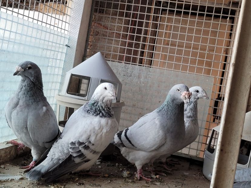  - 0 - 16 dec 2021 Voiajori standard