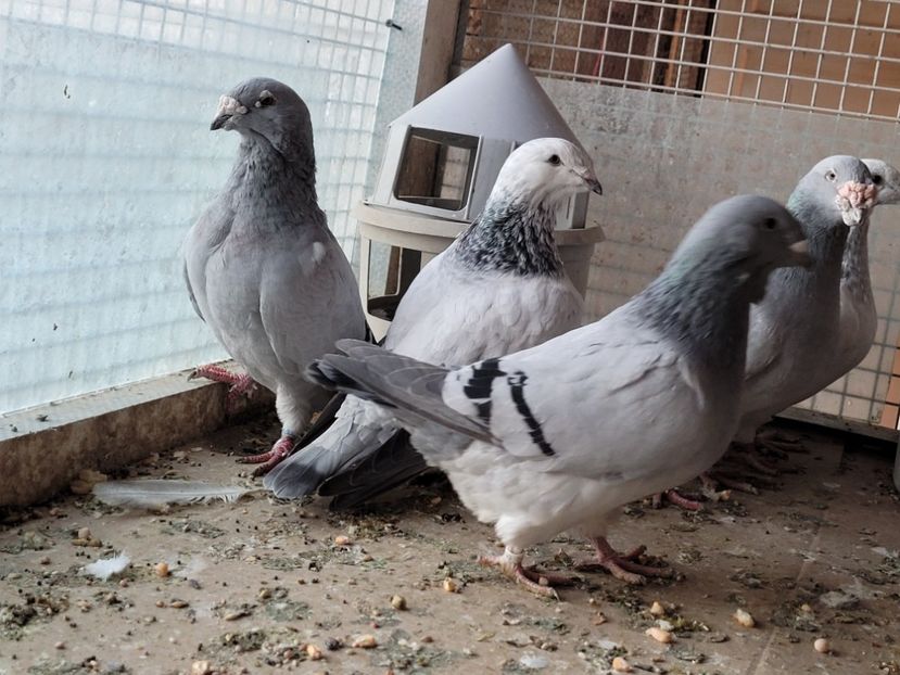  - 0 - 16 dec 2021 Voiajori standard