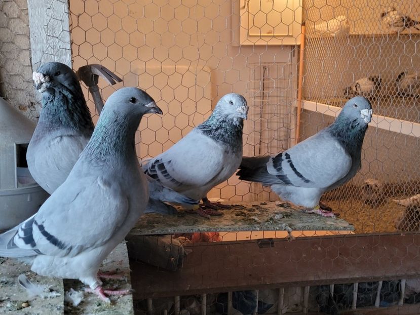  - 0 - 16 dec 2021 Voiajori standard