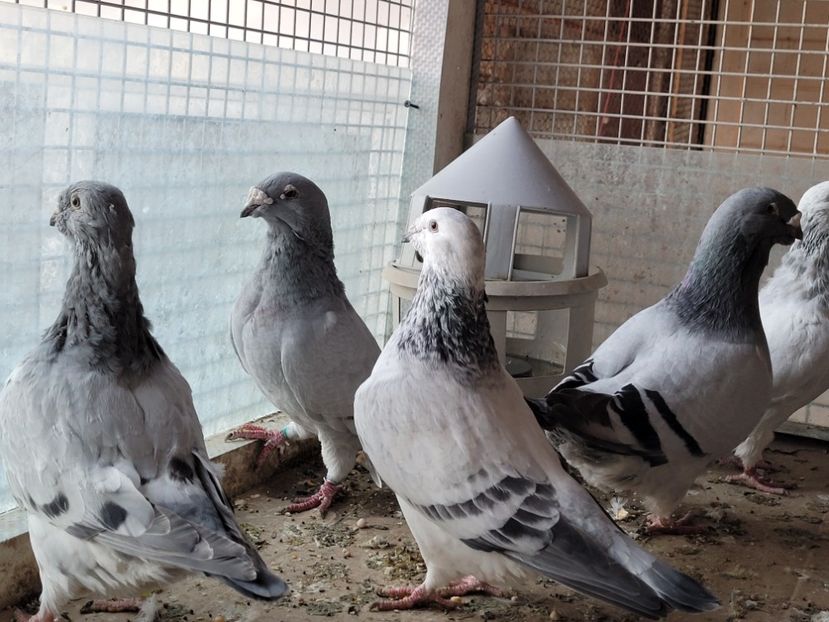  - 0 - 16 dec 2021 Voiajori standard