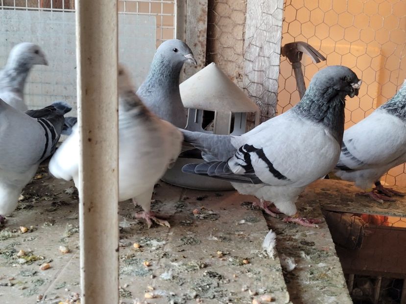  - 0 - 16 dec 2021 Voiajori standard