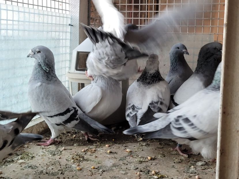  - 0 - 16 dec 2021 Voiajori standard