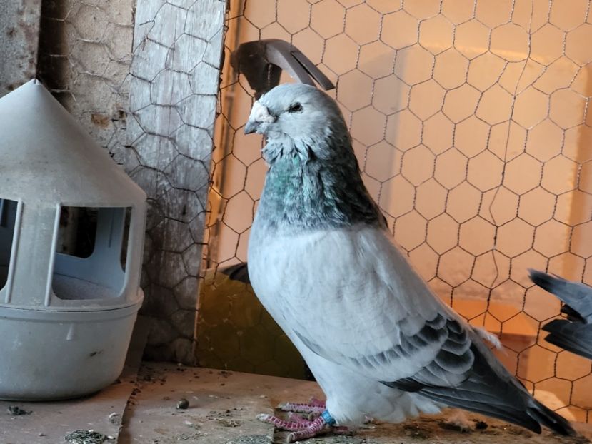  - 0 - 16 dec 2021 Voiajori standard