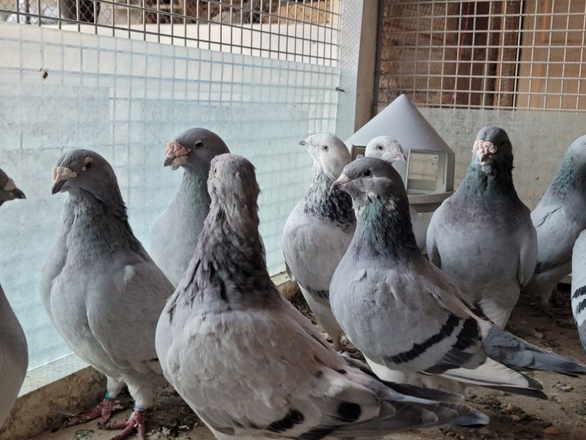  - 0 - 16 dec 2021 Voiajori standard