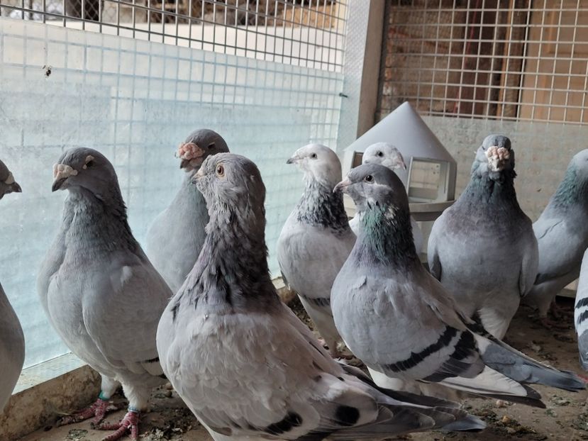  - 0 - 16 dec 2021 Voiajori standard