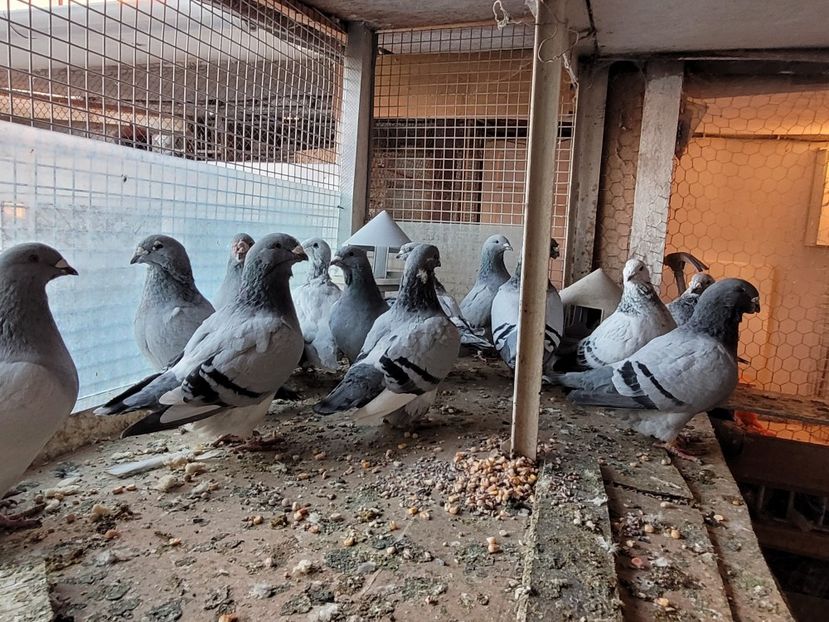  - 0 - 16 dec 2021 Voiajori standard